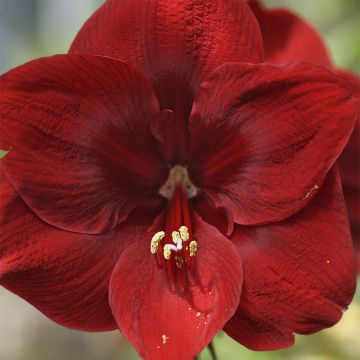 Amaryllis Grand Diva - Hippeastrum rouge bourgogne foncé.