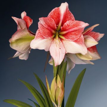 Amaryllis Grandise Fantasy - Hippeastrum