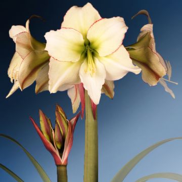 Amaryllis Lemon Star - Hippeastrum