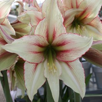 Amaryllis Magic Green