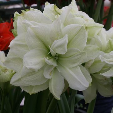 Amaryllis double Marilyn