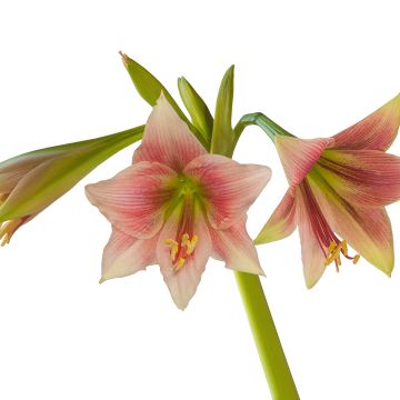 Amaryllis Misty - Hippeastrum blanc et rose veiné de rose soutenu.