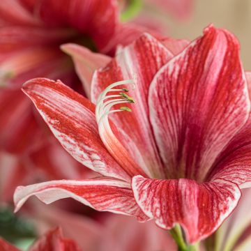 Amaryllis Pyjama Party - Hippeastrum nain rose-rouge strié de blanc.