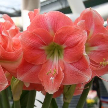 Amaryllis Rosalie