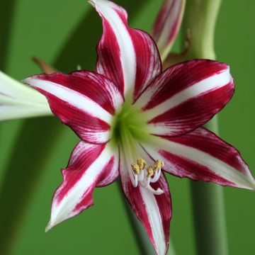 Amaryllis Santiago - Hipeastrum blanc rayé de carmin.