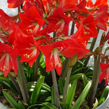 Amaryllis pluriflore Striped Garden