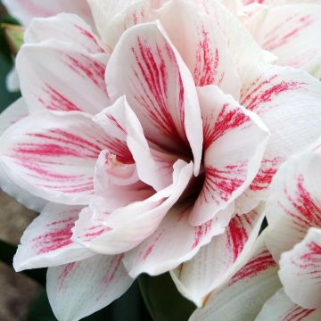 Amaryllis double Aquaro - Hippeastrum