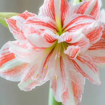 Amaryllis double Nymph