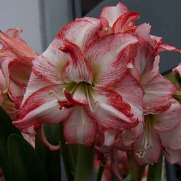 Amaryllis Double Record