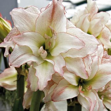 Amaryllis double Aphrodite