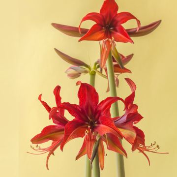 Amaryllis Cybester Bogota