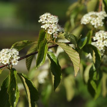 Amelanchier alnifolia Obelisk