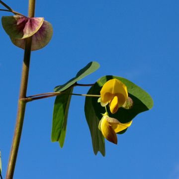 Amicia zygomeris - Amicie à fleurs jaunes.