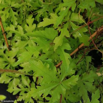 Ampelopsis aconitifolia - Vigne vierge à feuilles d'aconit