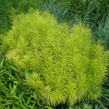 Amsonia hubrichtii - Amsonie de Hubricht