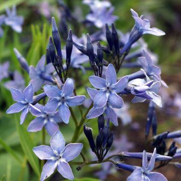 Amsonia hybride Blue Ice - Amsonie bleue