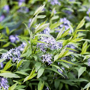 Amsonie bleue - Amsonia tabernaemontana var. salicifolia