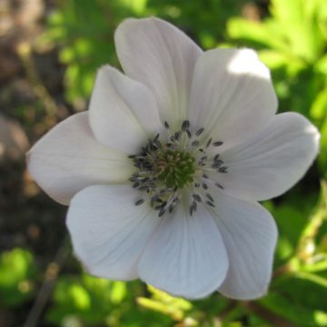 Anemone leveillei