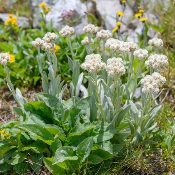 Anaphalis alpicola - Bouton d'argent des Alpes