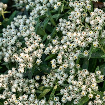 Anaphalis triplinervis Sommerschnee - Immortelle de l'Himalaya