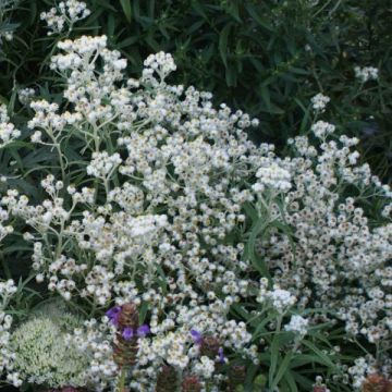 Anaphalis margaritacea Neuschnee - Immortelle d'argent