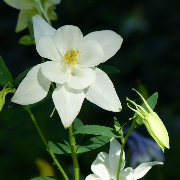 Ancolie, Aquilegia caerulea Kristall