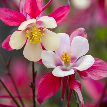 Ancolie - Aquilegia caerulea Rose Queen