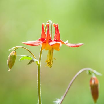 Ancolie, Aquilegia formosa