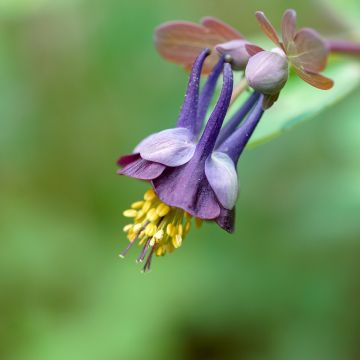 Ancolie, Aquilegia viridiflora