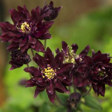 Ancolie  Clementine Dark Purple - Aquilegia vulgaris