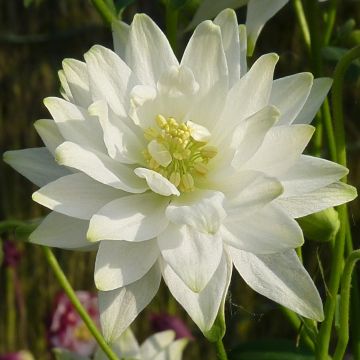 Ancolie Clementine White - Aquilegia vulgaris