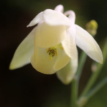 Ancolie, Aquilegia flabellata var. pumila alba