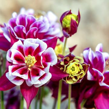 Ancolie Winky Red White - Aquilegia vulgaris.