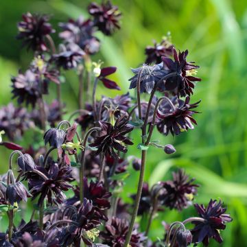 Ancolie hybride Black Barlow - Aquilegia Black Barlow