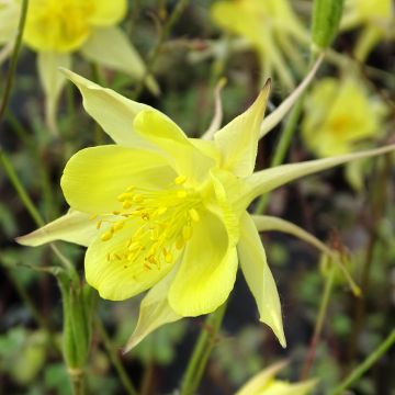 Ancolie jaune - Aquilegia chrysantha Yellow Queen