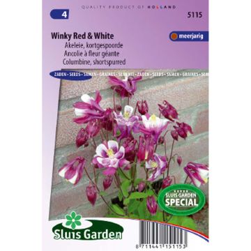Ancolies naine Winky Red & White - Aquilegia X