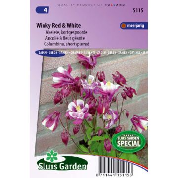 Graines d'Ancolie naine Winky Red & White - Aquilegia x cultorum