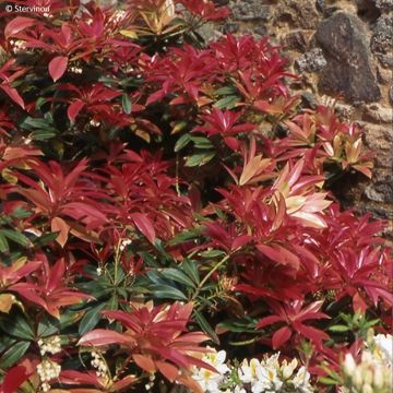 Andromède de Formose - Pieris formosa var. forrestii