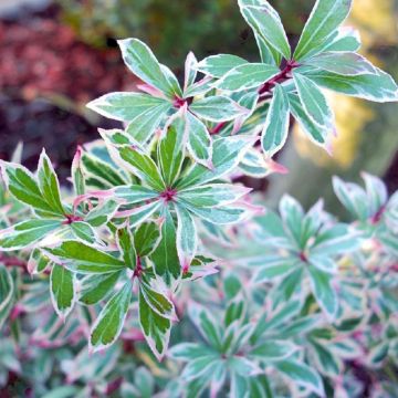 Andromède du Japon - Pieris japonica Little Frosty