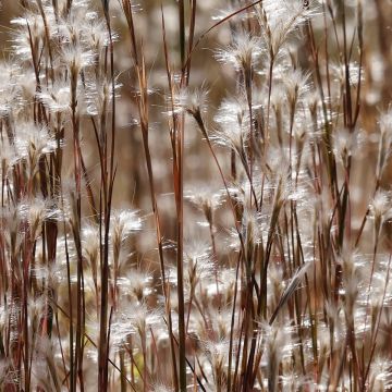 Andropogon ternarius - Barbon fendu