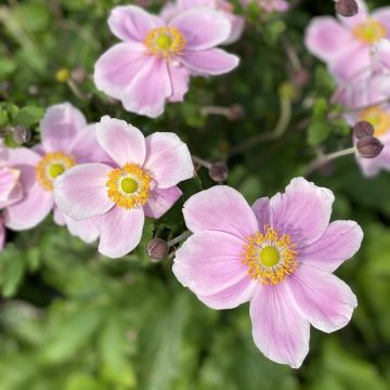 Anemone du Japon Alando rose - Anemone hupehensis