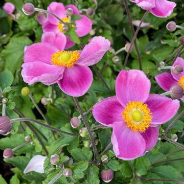 Anemone du Japon Alando rose - Anemone hupehensis