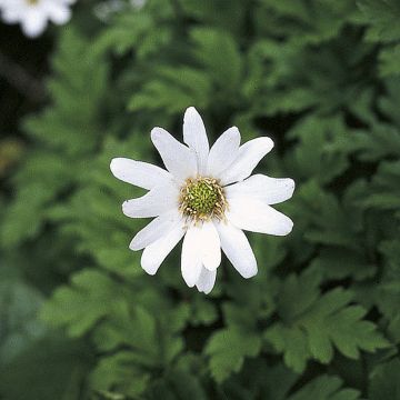 Anemone apennina Alba - Anémone des Apennins