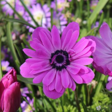 Anemone coronaria double Admiral - Anémone de Caen