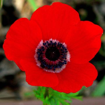 Anemone coronaria Hollandia - Anémone de Caen