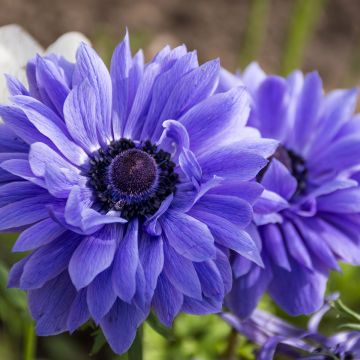 Anemone coronaria Lord Lieutenant - Anémone de Caen