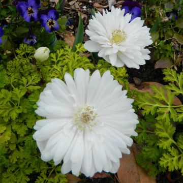 Anemone coronaria Mount Everest - Anémone de Caen