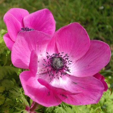 Anemone coronaria Sylphide - Anémone de Caen