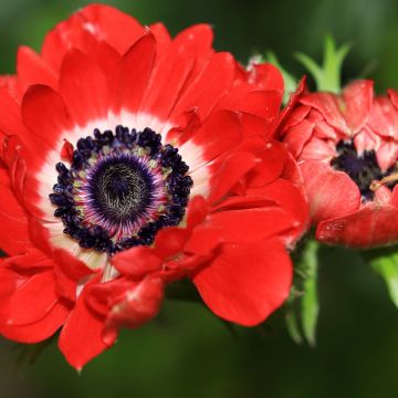 Anemone coronaria The Governor - Anémone de Caen