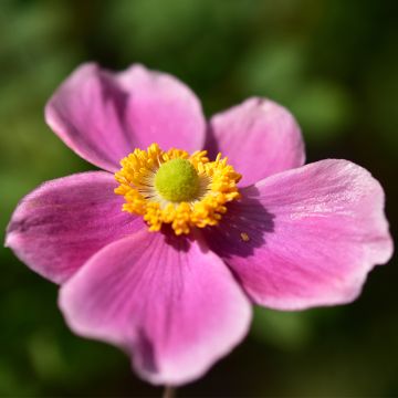 Anemone du Japon Alando Rose